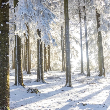 Die Landschaft am verschneiten großen Feldberg im Taunus ist bei Sonnenschein dick mit Raureif überzogen