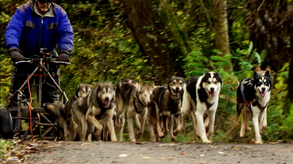 Helden Auf Vier Pfoten (4) Das Große Rennen Der Schlittenhunde