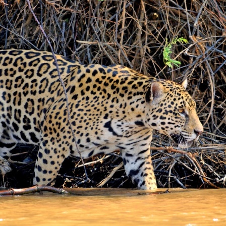 Ein Jaguar steigt in den Amazonas in Brasilien