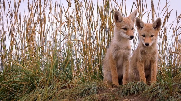 Anna, Paula, Pia Und Die Wilden Tiere - Wie Heult Der Kojote.